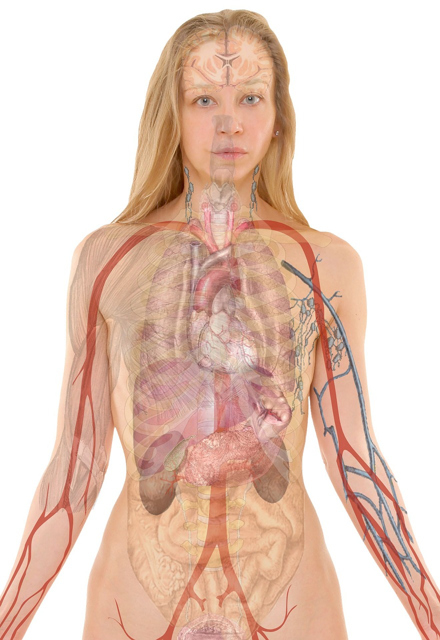 anatomy-254120_1280
